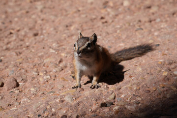 Curious and Cute Chipmunk Explores the Rocky Terrain of Zion National Park, Utah - Natural Wildlife Animal Photography