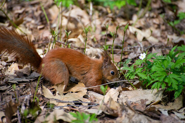 red squirrel in the forest