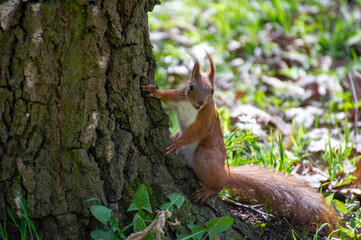 squirrel on a tree