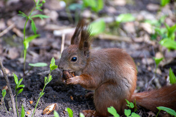 squirrel eating nut in the park