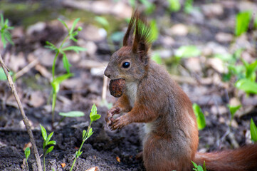 squirrel with a nut in its teeth 