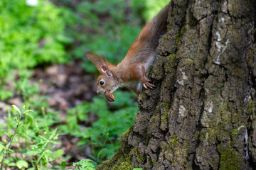 squirrel with a nut in its teeth climbs a tree