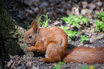red squirrel eating nut 