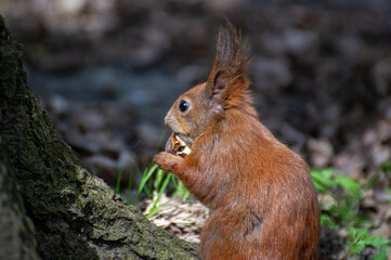 red squirrel eating nut 