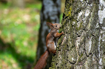 squirrel climbing  a birch tree