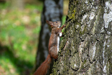 squirrel climbing  a birch tree