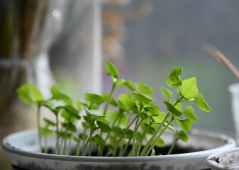 rash on hands and redness