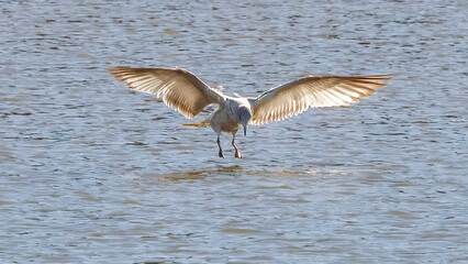 Seagulls are flying over the calm lake