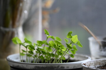 rash on hands and redness