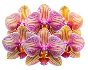 Four Vibrant Orchids