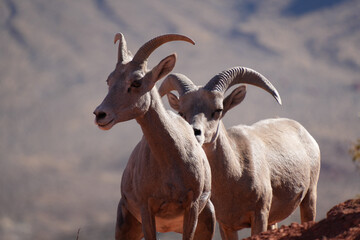 Fototapeta premium Two Bighorn Sheep Rams Standing Proud on Rocky Terrain at Valley of Fire State Park, Nevada - Majestic Wildlife in Stunning Desert Landscape (182 characters)