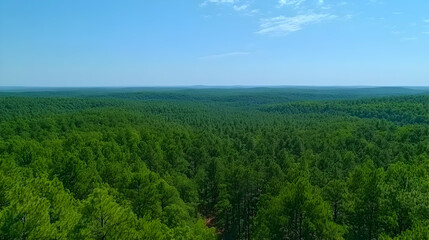 Obraz premium Vast dense forest stretches towards distant hills under a clear sky a serene panorama of natural beauty