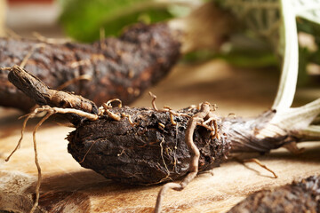 Fresh burdock root on a table