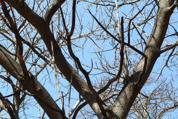 Bare tree branches gracefully stretch against a clear and vibrant blue sky above