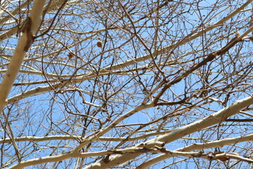 Intricate Branches Stretching Against a Beautiful, Clear Blue Sky with No Clouds