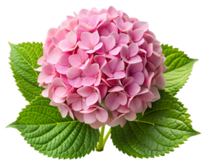 Delicate Pink Hydrangea Blossom