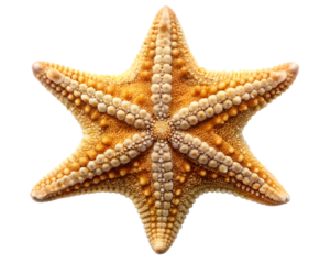 Closeup of a Starfish