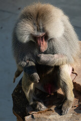 Baboon Portrait Zoo Animal Closeup. A hamadryas baboon stares intensely at the camera, its long,...