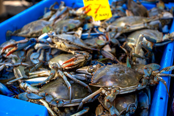 blue crabs on the market © Antal