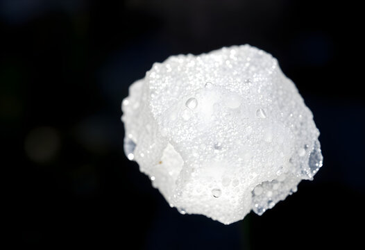 close up of a flower with water droplets on it