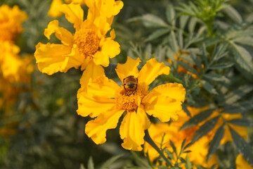 A Bee on a Yellow Flower