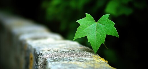 Single leaf on stone wall, green background, nature growth