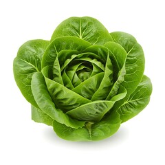 Obraz premium Fresh green romaine lettuce head, vibrant and healthy, isolated on white background