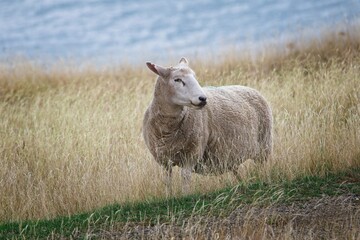 Sheep Grazing in a Grassy Field