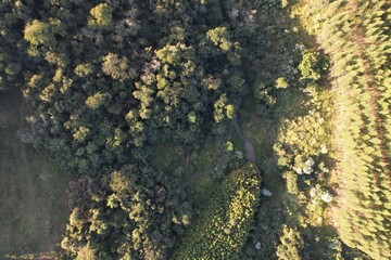 um rio passando entre uma floresta tropical, um bambusal e um plantio de eucalipto, em Piraju, interior do estado de São Paulo, Brasil,  em imagem aérea obtida com uso de drone. © Ricardo_S_Levenhagen