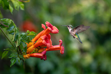 Single female ruby throated hummingbird flying over orange trumpet vine flowers