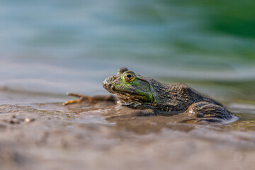 close up of a Green frog sitting in mud in a lake