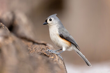 tufted titmouse portrait