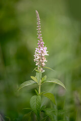 Germander flower with green background