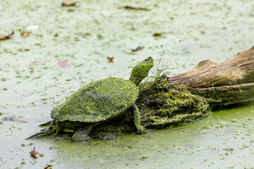  turtle covered in moss sitting on a log in the water