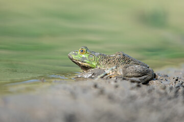 close up of green frog on shorelline