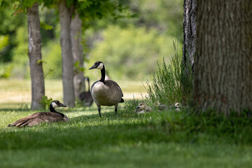 Canada goose family resting in the shade