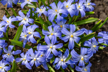 Close-up of Blue Glory-of-the-Snow (Scilla forbesii) Flowers Blooming in Spring Garden