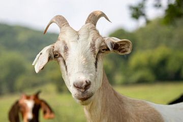 one brown and white goat face with horns