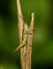 green grasshopper sitting on a stick