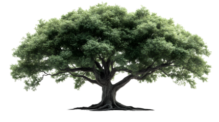 Large Green Tree with Thick Trunk and Extensive Branches