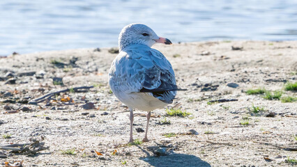 Seagulls staying by the water