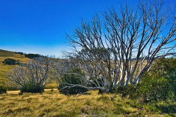 Eery white skeletons of eucalyptus trees, a few years after a devastating wildfire. Re-sprouting at...