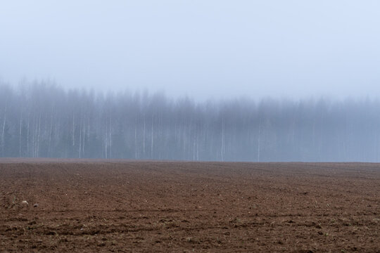 Fototapeta Plowed Field in Morning Fog with Misty Birch Woodland