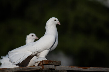 White pigeons perched on the coop. Dark background.