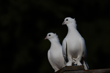 White pigeons perched on the coop. Dark background.