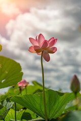 A pink lotus flower sways in the wind. Against the background of their green leaves. Lotus field on the lake in natural environment.