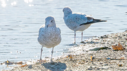 Seagulls staying by the water