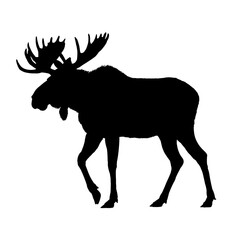 Moose silhouette - vector illustration