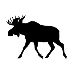 Moose silhouette - vector illustration