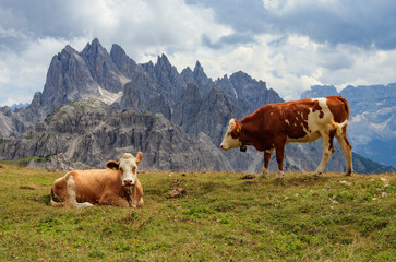 Cows in the mountains